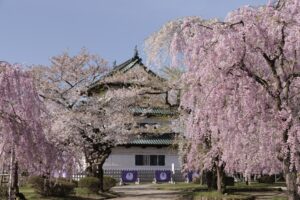 弘前城と桜