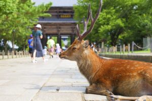 東大寺の参道と鹿