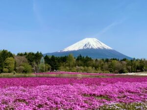 世界遺産登録後に増加する富士山の観光客