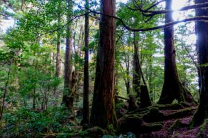 屋久島の自然環境