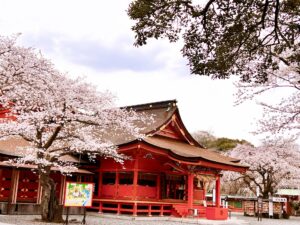 富士山本宮浅間大社と桜