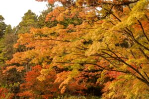 毛越寺の紅葉