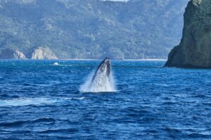 海面から顔を出すザトウクジラ