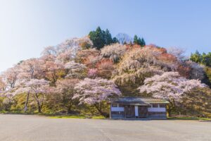 奈良県吉野山　満開の桜風景