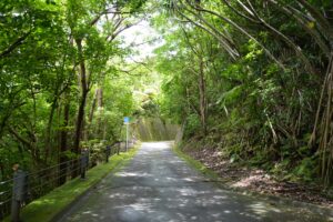 
小笠原・母島の道