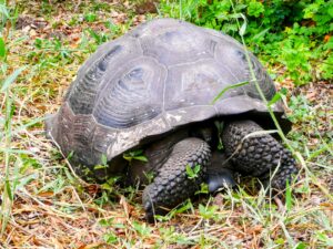 野生のガラパゴスゾウガメ