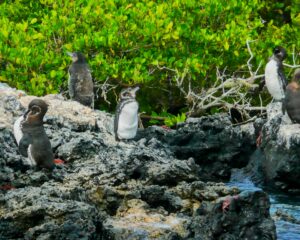 ガラパゴスペンギン