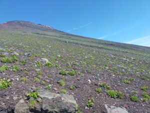 富士山の山道