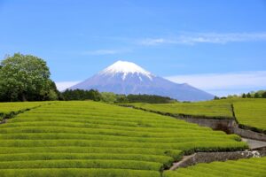 富士市と茶畑