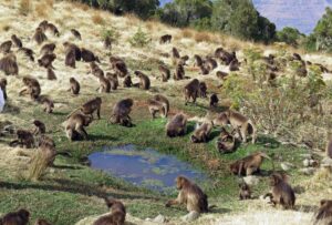 エチオピア　シミエン国立公園　ゲラダヒヒ
 