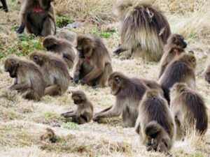 エチオピア　シミエン国立公園　ゲラダヒヒ