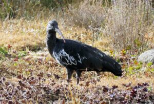 エチオピア　シミエン国立公園　鳥イボトキ