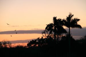 エバー グレーズ 国立 公園の夕暮れ時の風景。ヤシの木のシルエットと飛び交う鳥たちが、湿地帯の穏やかな雰囲気を演出している。